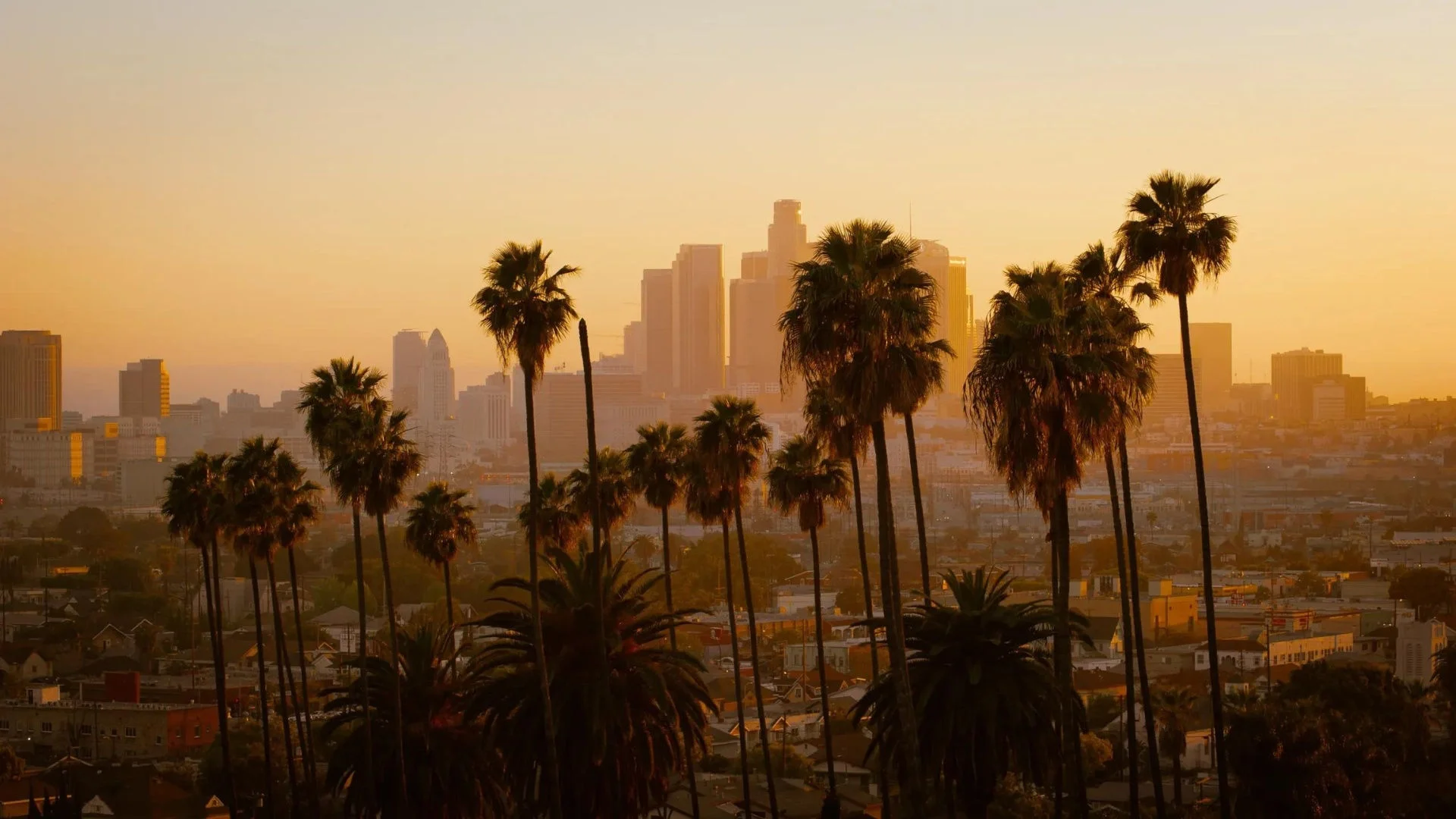 Fotografía del perfil arquitectónico de Los Ángeles al atardecer al fondo y palmeras en primer plano